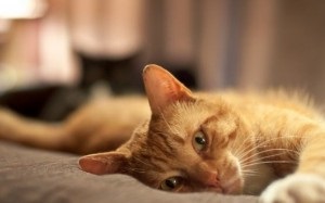 Milyen népi hiedelmek léteznek egy házban élő macskával kapcsolatban?