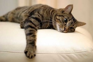 Milyen népi hiedelmek léteznek egy házban élő macskával kapcsolatban?