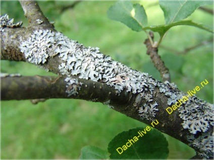 Cum să curețe trunchiul unui copac de la mușchi și lichen