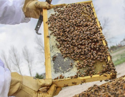 Hogyan hoznak létre otthoni méheket és mi a méhsejt