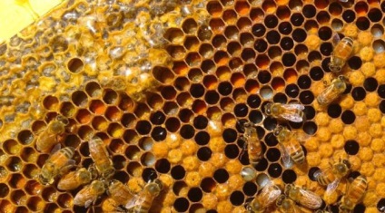 Cum albinele creează o locuință și ce este o fagure de miere