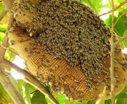 Cum albinele creează o casă și ce este o fagure de miere