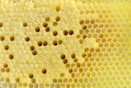 Cum albinele creează o casă și ce este o fagure de miere