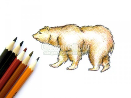 Cum să scrii un urs în creion color pas cu pas cu o fotografie