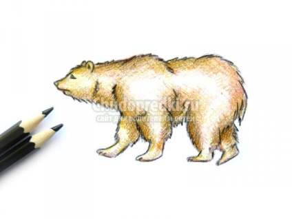 Cum să scrii un urs în creion color pas cu pas cu o fotografie
