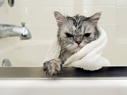 Cum sa speli o pisica daca este frica de apa si video este zgariata
