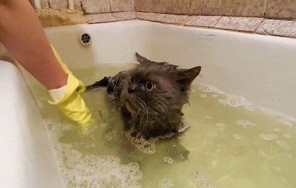 Cum să spăl o pisică într-o baie fără zgârieturi și abraziuni