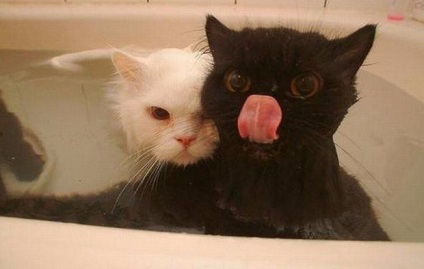 Hogyan mosható macska a fürdőben karcolások és kopások nélkül