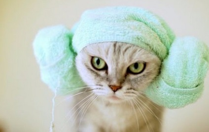 Cum să spăl o pisică într-o baie fără zgârieturi și abraziuni