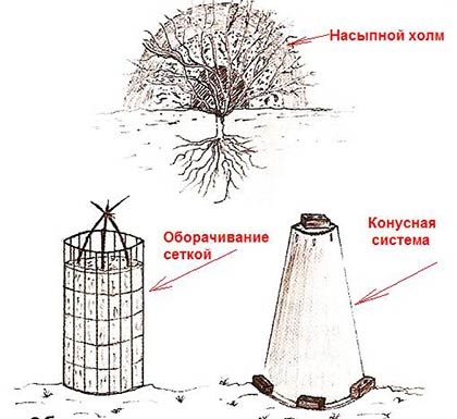 Cum să acoperiți trandafirii în mod corespunzător pentru sfaturile de iarnă (toamnă) pentru materialele video ale florarilor