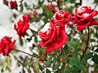 Cum să acoperiți trandafirii în mod corespunzător pentru sfaturile de iarnă (toamnă) pentru materialele video ale florarilor