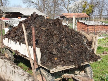 Як правильно доглядати за гарбузом рекомендації городнику, домсадовніка