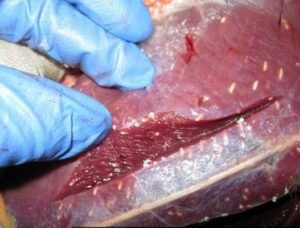 Cum se testează carnea infectată cu trichinoză