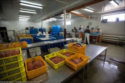 Cum funcționează o fabrică de pește, cum se face?