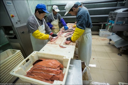 Cum funcționează o fabrică de pește, cum se face?