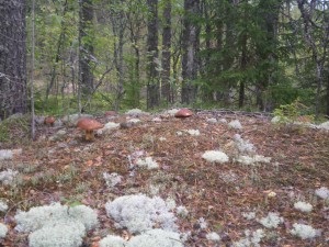 Cum cresc ciupercile în Karelia