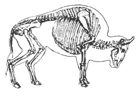 Cum să desenezi animale, schițe și schițe