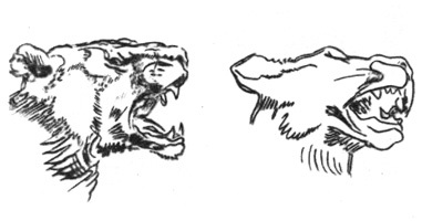 Cum să desenezi animale, schițe și schițe