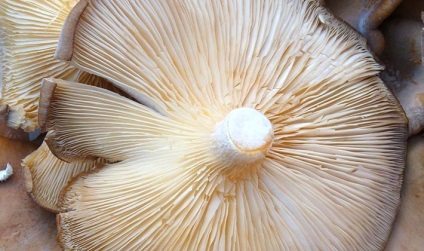 Cum să păstreze ciupercile albe pentru iarnă și până la următoarea zi de depozitare a ciupercilor proaspete până la sărare