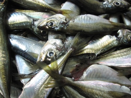 Cum să păstreze peștele proaspăt - cum să depozitați alimentele peștilor