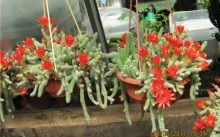 Cum să îngrijești speciile de cactus, transplant și reproducere acasă, înflorire și dăunători