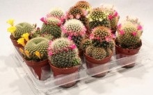 Cum să îngrijești speciile de cactus, transplant și reproducere acasă, înflorire și dăunători