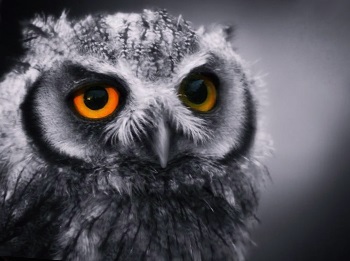 Cum se ajunge împreună cu owl și lark