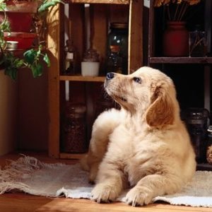 Cum să elimini puricii de la un câine la domiciliu