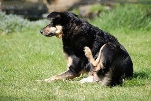 Hogyan távolítsuk el a bolhákat egy kutyáról otthon