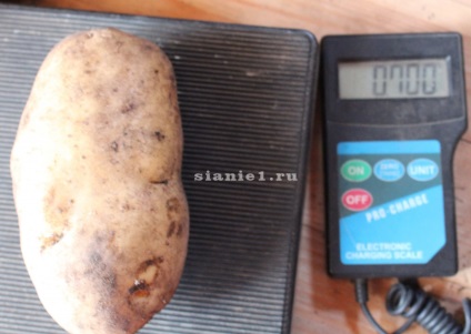 Cartofi - găleată dintr-un tufiș - au ajutat leguminoasele