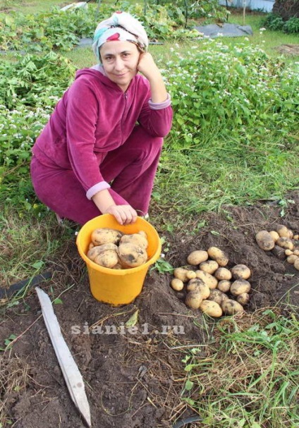 Cartofi - găleată dintr-un tufiș - au ajutat leguminoasele