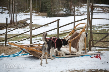 Cățeluș de câini