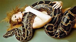 Care este visul unui atac de șarpe asupra cărții de vis a lui Freud, Miller, Vanga