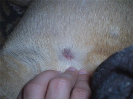 La care medic trebuie să fie tratat cu o mușcătură de câine, un adăpost pentru animale neglijate