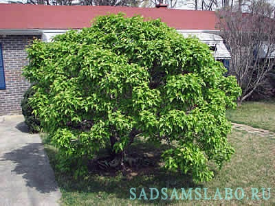 Maple hinnal, descriere, fotografie, condiții de creștere, îngrijire