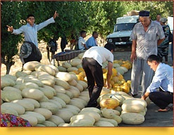 Când pepeni în Uzbekistan coace