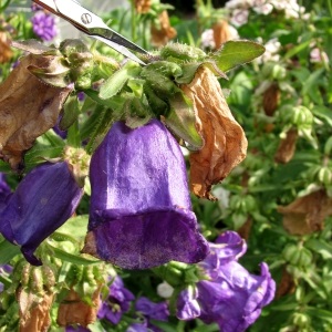 Bellflowers floare de două ori