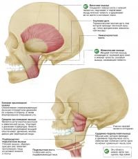 Complex de mușchi faciali umane (cunoștințe - anatomie umană)