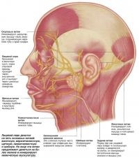 Complex de mușchi faciali umane (cunoștințe - anatomie umană)
