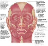 Complex de mușchi faciali umane (cunoștințe - anatomie umană)