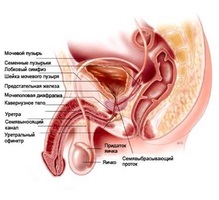 Exerciții complexe pentru prevenirea prostatitei cronice