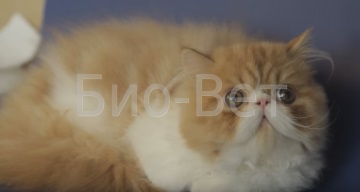 Cat кашля, като че ли се задави хриптенето котка, притисна към пода и кашлица - ветеринарен