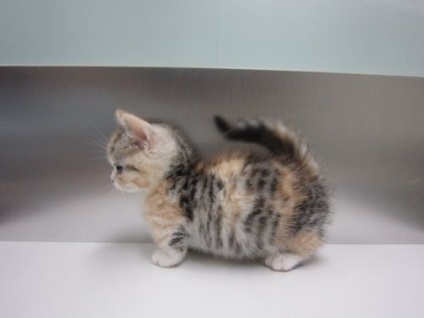 Munchkin котка порода описание, снимки, грижа и поддръжка, за разплод