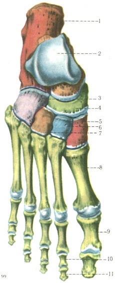 Oasele piciorului și tarsului (ossa tarsi), scheletul membrelor superioare libere, osteologia, anatomia