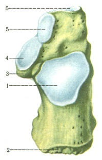 A láb és a tarsus csontjai (ossa tarsi), a szabad felső végtag csontjai, osteológia, anatómia
