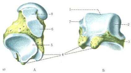 Oasele piciorului și tarsului (ossa tarsi), scheletul membrelor superioare libere, osteologia, anatomia