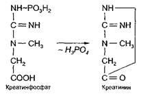 Calea creatinei fosfat de resinteză atf (ofeatekinase, alaktatny) - bioenergetică a mușchiului