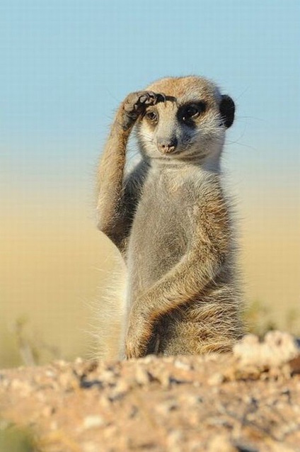 Ki a meerkats