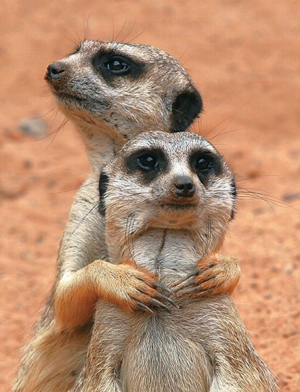 Ki a meerkats