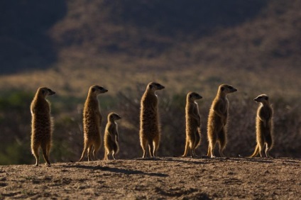 Cine sunt meerkatii